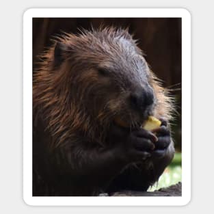 North America Beaver Sticker